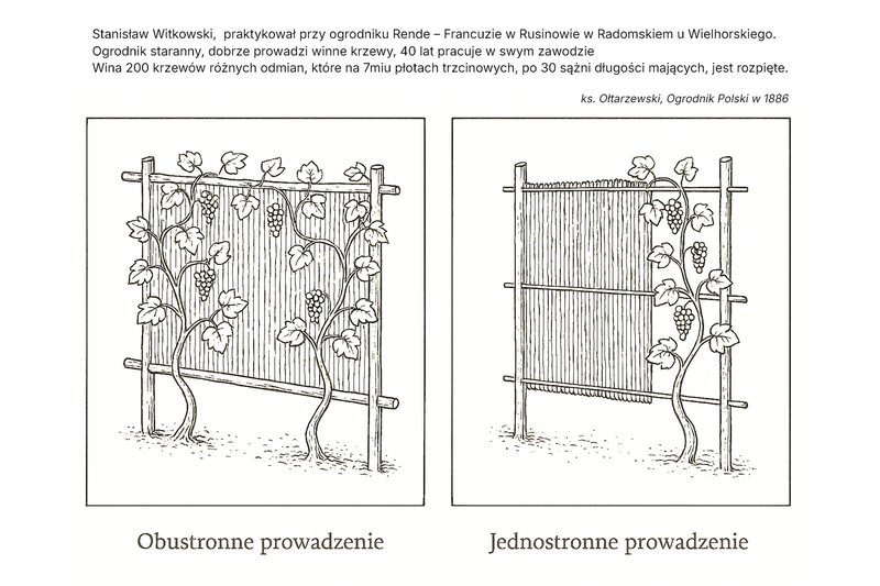 Rycina - rzędy winorośli na płocie trzcinowym (1886) Rycina - rzędy winorośli na płocie trzcinowym (1886)