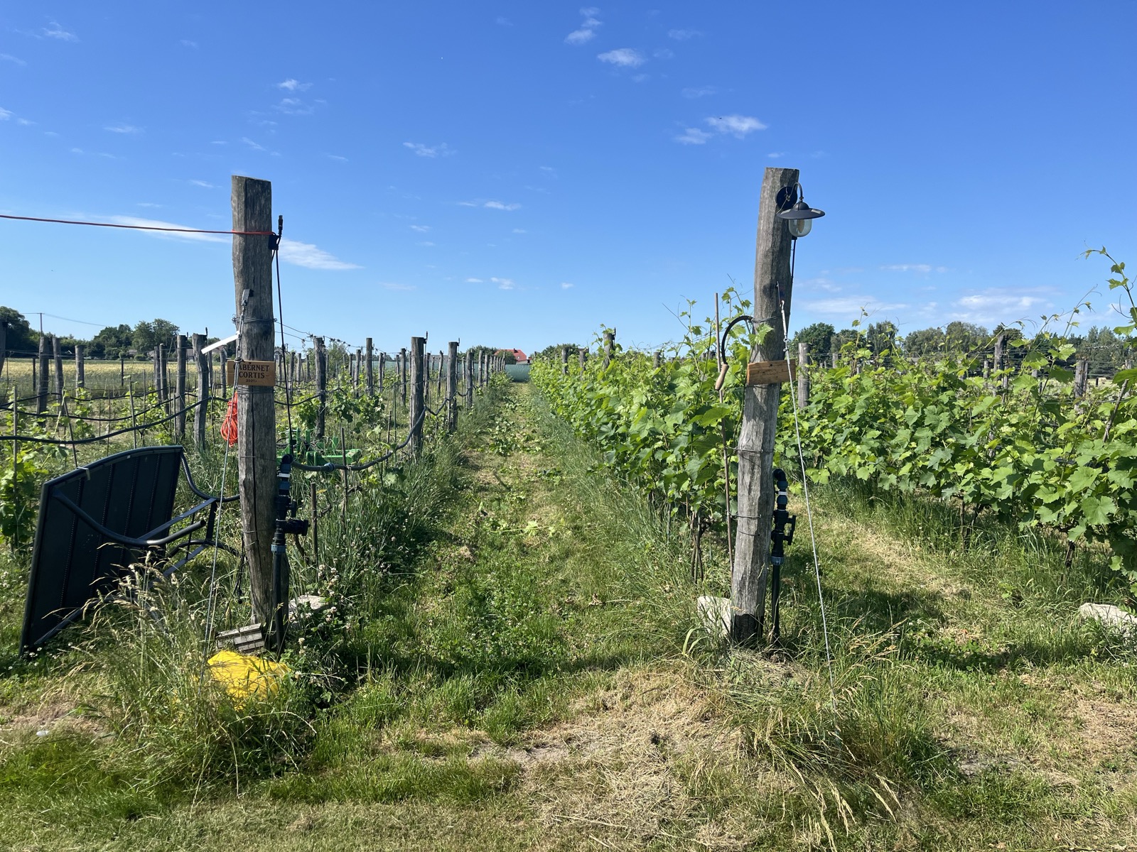 Rzędy winnicy z tabliczką odmiany Cabernet Cortis