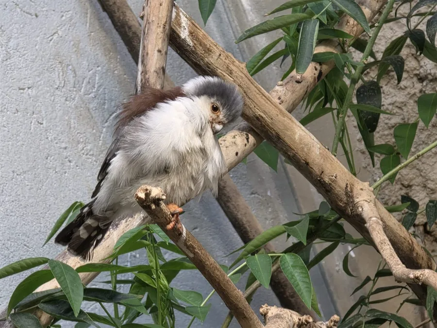 Sokole Oczy adoptują sokolika z warszawskiego ZOO – pomóż nam wybrać imię!